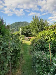 a garden with a picnic table in the distance at La Boissellerie in Saulxures-sur-Moselotte
