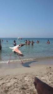 a flamingo standing on a beach with people in the water at Agriturismo Le Mimose in Arborea