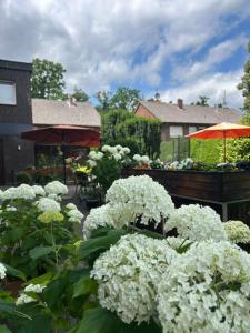 a bunch of white flowers in a garden at Cityapartment in Stadtlohn