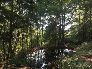 a bridge over a stream in a forest at Chez Federico et Pierre - La cabane en paille in Le Fraysse +3 photos
