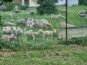 a herd of sheep in a field behind a fence at Chez Marilou in Arcens