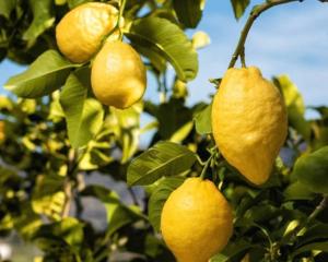 a group of yellow lemons hanging from a tree at Villa Mediterranea Tossa in Tossa de Mar