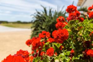 a bunch of red flowers in a garden at Wytonia Beachfront Accommodation in Port Fairy