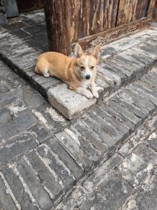 Домашні тварини, що проживають з гостями у Pingyao Yihao Inn