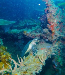 Imagen de la galería de Chindonan Dive Resort, en Corón