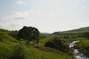a tree in a field next to a river at Auchenhill Lodge in Denny