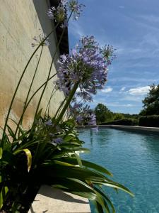 a plant with purple flowers next to a swimming pool at L'appartement Montmorency in Saint-Paterne-Racan