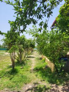 Zahrada ubytování Suraj Village Resort + 53 fotografií