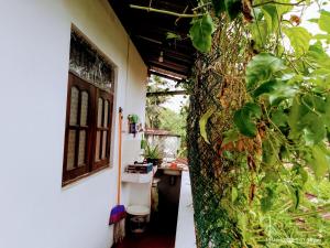 a hallway of a house with a plant at Ima Apartment in Galle