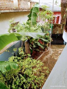 ein Balkon mit vielen Pflanzen und einem Gebäude in der Unterkunft Ima Apartment in Galle + 3 Fotos