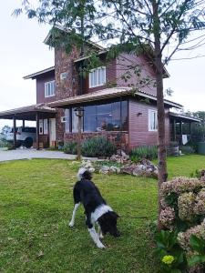 Et eller flere kæledyr der bor med gæster på Casa do Alto