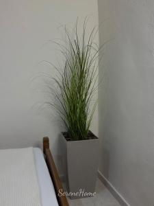 Una planta en maceta está junto a una cama. en Serene Home, en Nea Kalikratia 23 fotos más