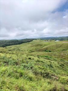 a field of grass with trees in the distance at John Myrthong Homestay 