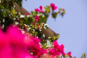 Ein Garten an der Unterkunft Villa Can Boseta by SunVillas Mallorca