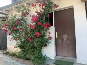 a bunch of red roses on the side of a house at giomana in Borjomi