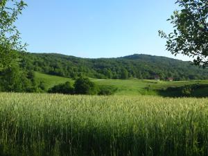 a field of tall green grass with a mountain in the background at Apartment Rosandić in Smoljanac