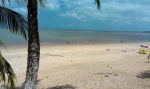a beach with a palm tree and the ocean at CASA Mosqueiro AMAZONIA BELÉM COP 30 in Belém