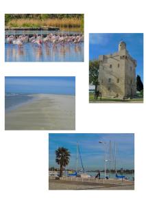 Studio في ميناء سانت-لويس-دو-رون: مجموعة من الصور مع الطيور على الشاطئ