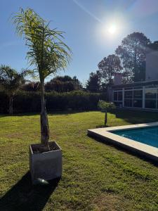 a palm tree in a pot next to a swimming pool at Quinta en City Bell in City Bell