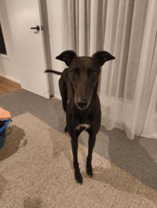 ein schwarzer Hund, der auf einem Teppich in einem Zimmer steht in der Unterkunft Alpine Oakford Private Guest Suite in Wodonga