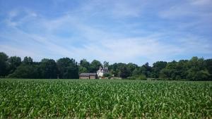 a field of corn with an old house in the background at Chambres d'Hôtes Launay Guibert in Miniac-Morvan
