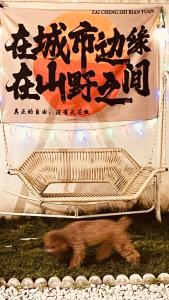 和主人一起入住Beijing Meet the Mountain Boutique Guesthouse的宠物