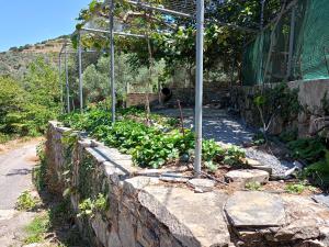 A garden outside Villa Areti - A Cottage in the Cretan Nature
