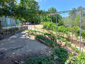 A garden outside Villa Areti - A Cottage in the Cretan Nature