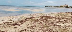 a beach with a lot of seaweed in the water at Serene Luxury Seaview Homestay Nyali Msa in Mombasa
