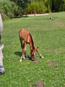 a baby horse grazing in a field of grass at Casa Seahorses b in Sintra