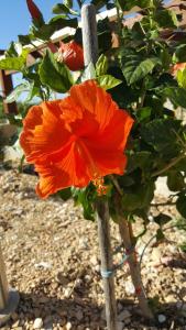 A garden outside Casolare La Torre
