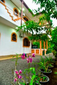 a group of plants in front of a building at Osha Villa in Aluthgama