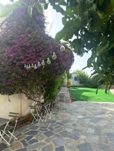 Zahrada ubytování Hostl - Beds & Rooms - The Hostel Inn Paphos, Old Town