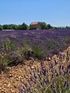 a field of lavender with a barn in the background at La Maison de Marie in Puimoisson