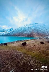Afbeelding uit fotogalerij van Gokyo Thanka Inn in Khumjung