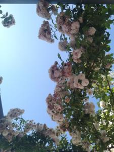 Fotografie z fotogalerie ubytování Villa Toni v Tučepi + 32 fotografií