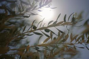 Fotografie z fotogalerie ubytování Black Rose Beach Suites v destinaci Perivolos