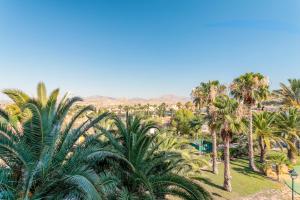 une vue aérienne sur les palmiers d'un parc dans l'établissement Las Lomas de Bonalba, à Mutxamel