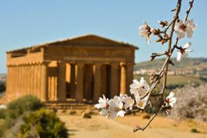 a tree with white flowers in front of a building at La casetta di via Garibaldi in Agrigento