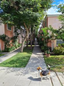 a dog on a leash walking down a sidewalk at Comfortable New Family House in Manta