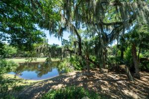 a tree with moss hanging from it next to a pond at 1147 Summerwind Cottage in Seabrook Island
