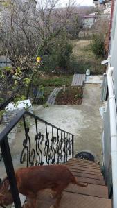 a dog standing on the stairs of a house at Barateli in Kutaisi +5 photos