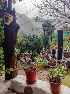 a group of potted plants sitting on a ledge at Casa Tamadaba in Agaete