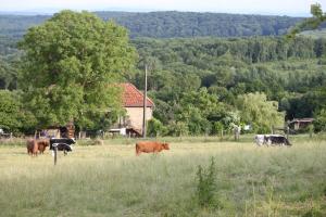 Ferme Pédagogique " L'Bout d'Chemin" في Genevreuille: مجموعة من الأبقار ترعى في حقل