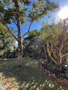 a tree in the middle of a grass field at Camping do SER - Beliche in Petrópolis +5 photos