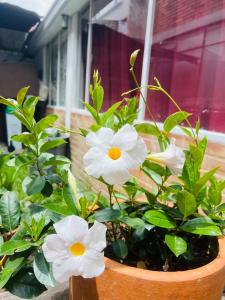 a potted plant with white flowers in a window at Habitaciones Instituto Mariano moren Cll 127 in Bogotá +7 photos