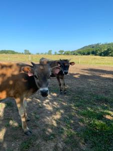 にあるCaravan on farmの2頭の牛が野原に立っている