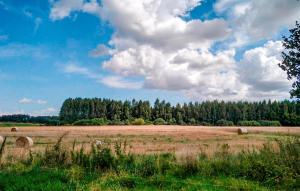 a field with hay bales in a field with trees at Amazing Home In Ilawa With Wifi in Iława +5 photos