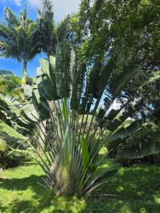 a large palm tree in a field of grass at Pousada Sítio do Engenho in Escada +2 photos