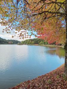 a view of a lake with fall leaves on the shore at Casa Verde do Lago in São Francisco de Paula